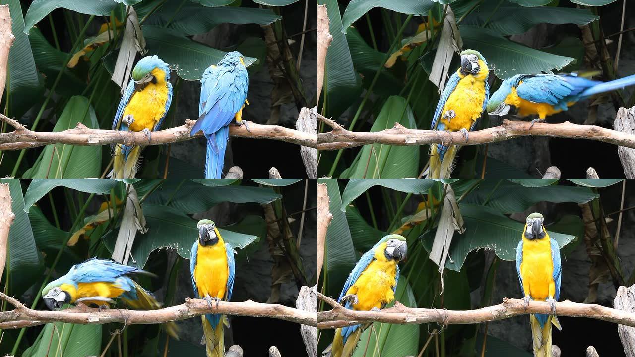 蓝黄金刚鹦鹉野生动物保护生物生态飞翔飞鸟