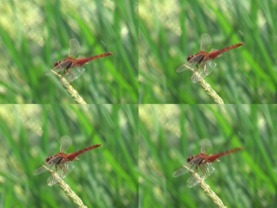 红蜻蜓皮具