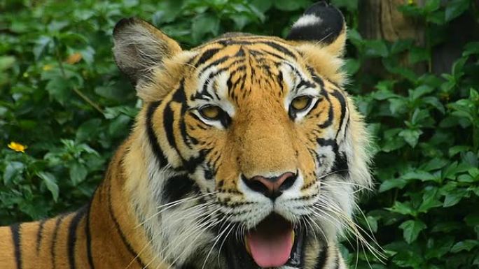 老虎野生动物园世界生物多样东北虎白虎老虎