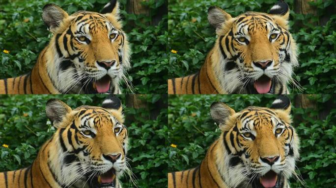 老虎野生动物园世界生物多样东北虎白虎老虎