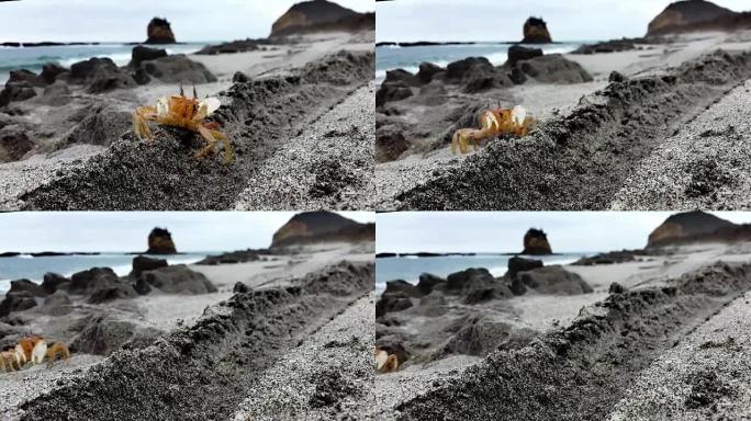 厄瓜多尔洛杉矶沙区的聋哑蟹红蟹
