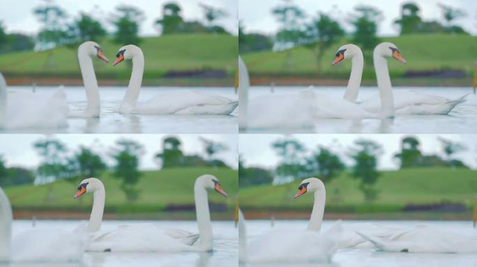湖上的白天鹅，慢动作