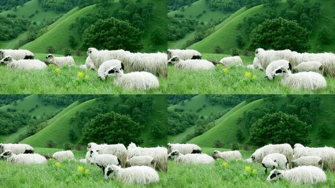 绵羊躺在地上牧场畜牧业吃草