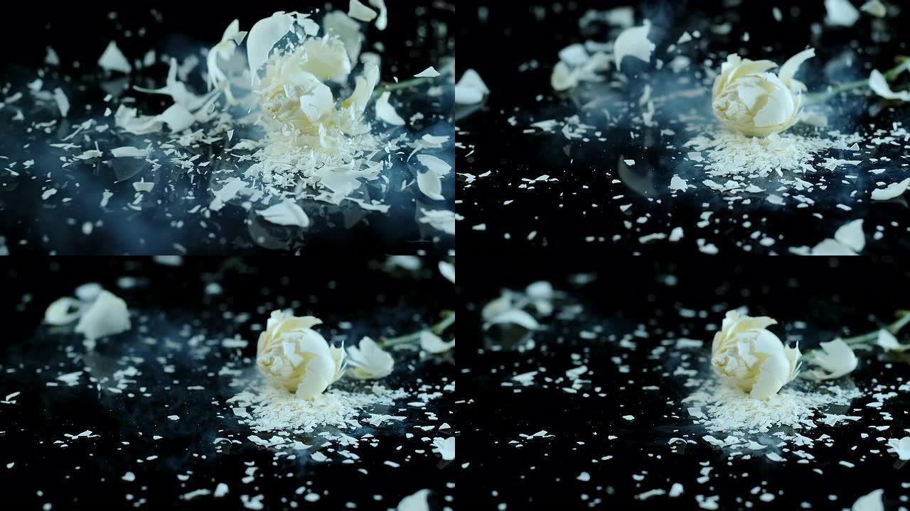 SLO MO冻结玫瑰在黑色表面上破碎