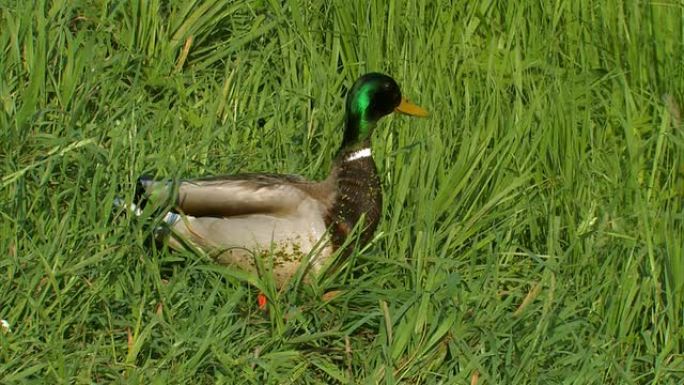 鸭子在草地上奔跑野鸭野鸟野外湿地生态环境