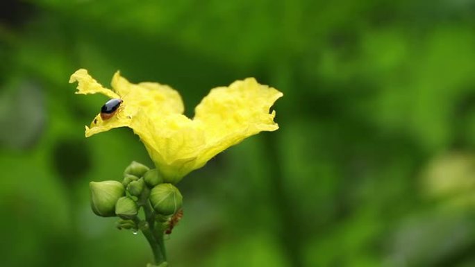 葫芦花盛开复苏春暖花开蜜蜂齐放