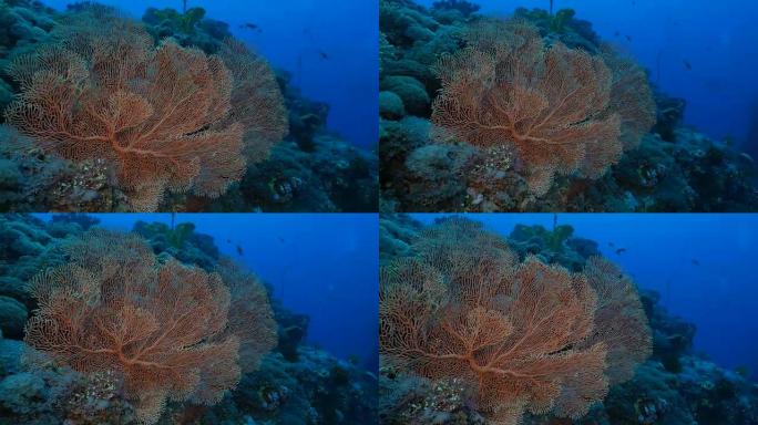 巨型海扇珊瑚在珊瑚礁海底生长