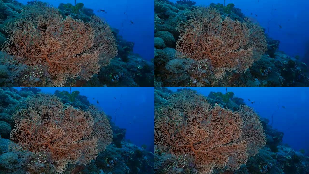 巨型海扇珊瑚在珊瑚礁海底生长