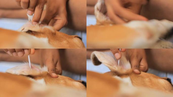 狗狗耳朵美容给狗清洁耳朵特写宠物美容师