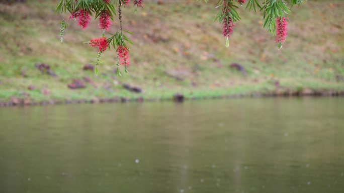 [4K50]春雨中的红花绿叶