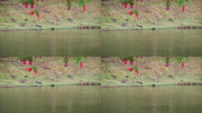 [4K50]春雨中的红花绿叶