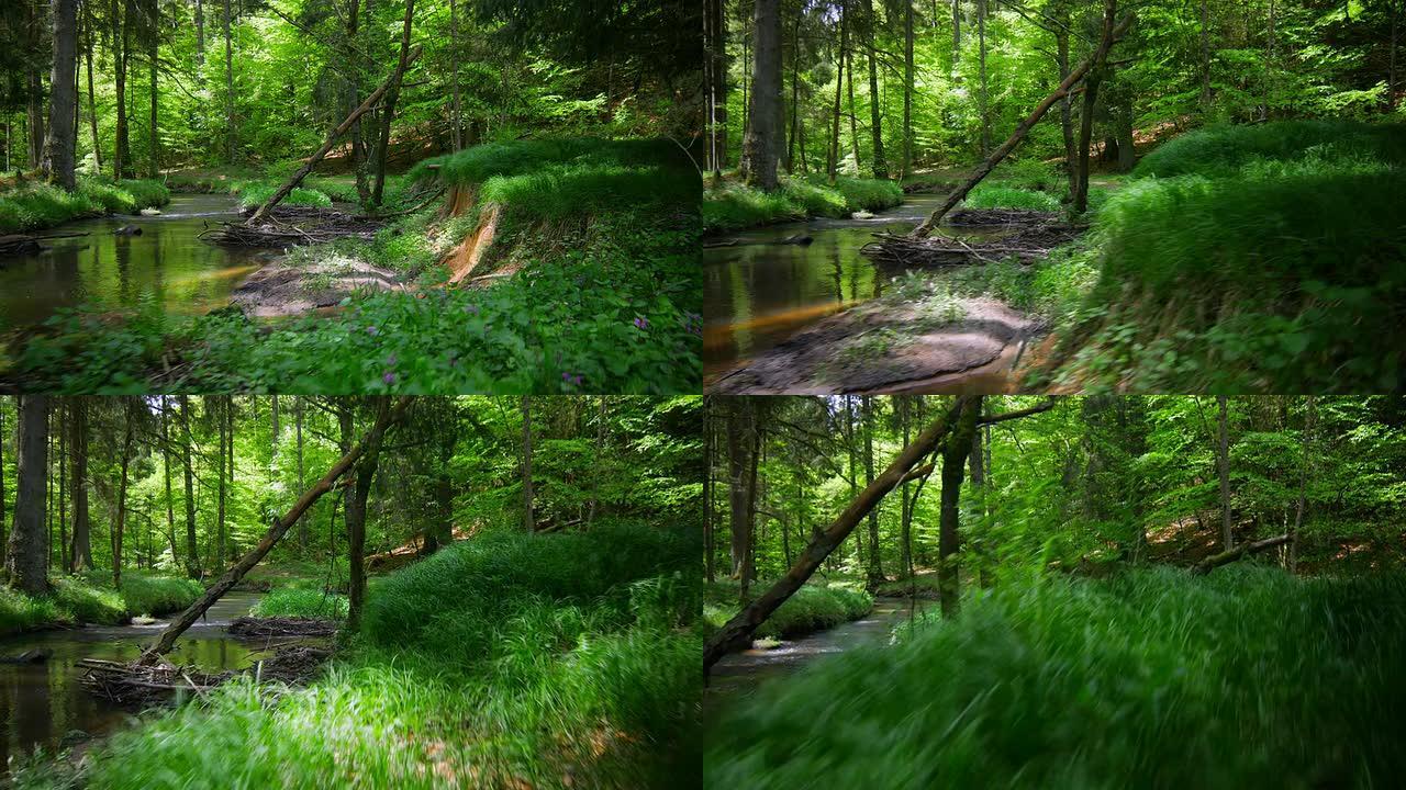 GIMBAL与克里克一起穿越森林（4K/UHD到HD）