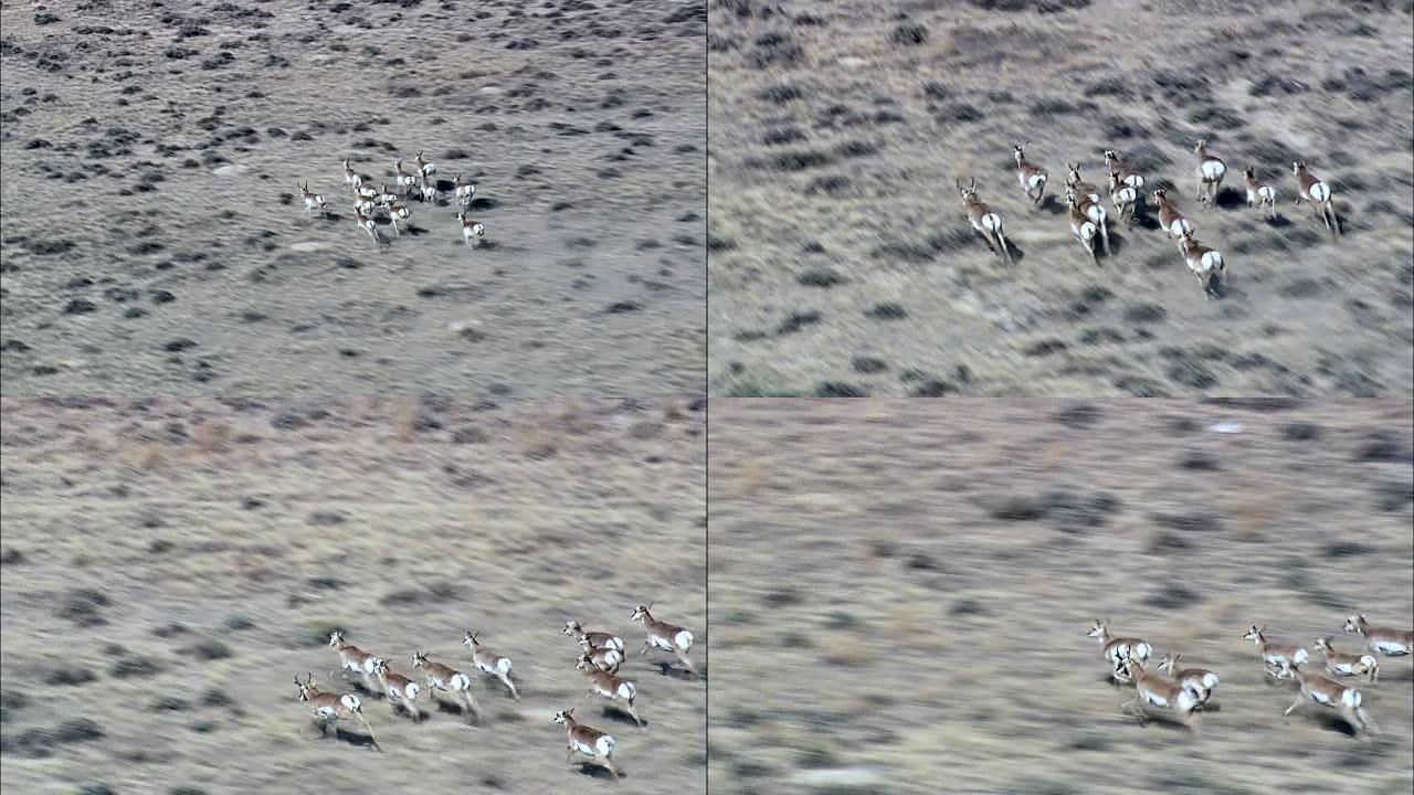 奔跑中的羚羊-鸟瞰图-怀俄明州，卡本县，美国