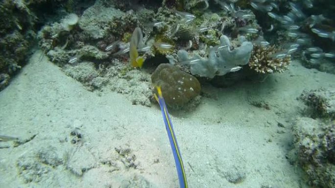 斑海鳗捕食小型鱼类