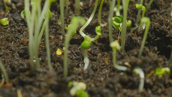 特写时间推移：绿色的豆芽从土壤中生长