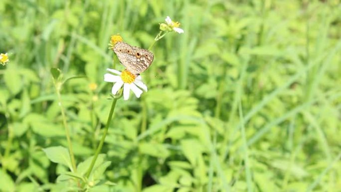 花上的铜大自然飞蛾蝴蝶采蜜授粉