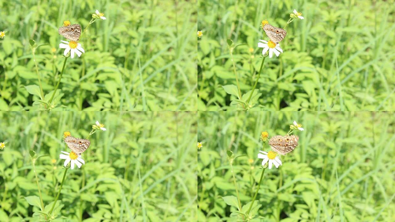 花上的铜大自然飞蛾蝴蝶采蜜授粉