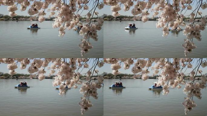 樱花划桨船