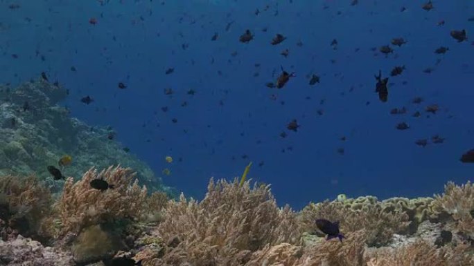 尼日河豚，热带珊瑚礁，海底