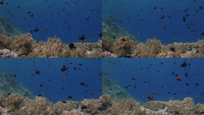 尼日河豚，热带珊瑚礁，海底