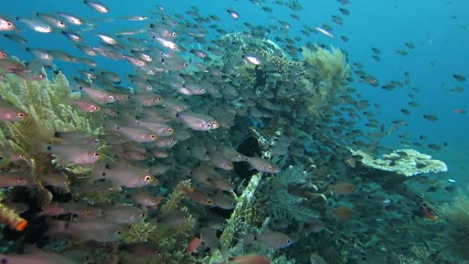 人工礁丰富的海洋生物