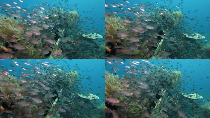 人工礁丰富的海洋生物