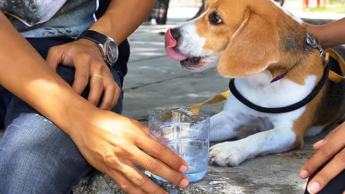 狗狗饮用水狗狗饮用水