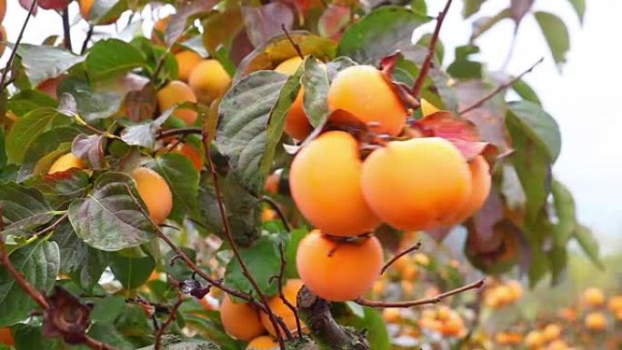 Persimmon trees under the rain