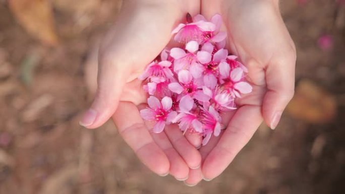 樱花樱花花瓣在女人的手中