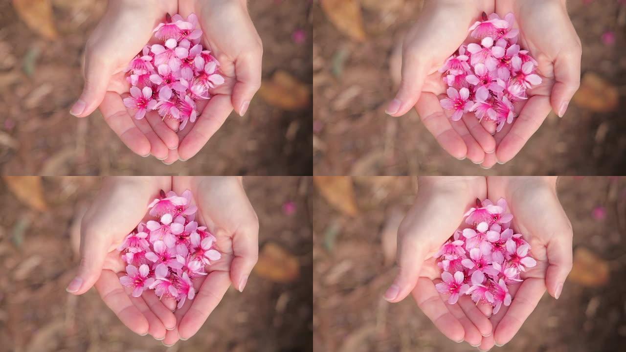 樱花樱花花瓣在女人的手中
