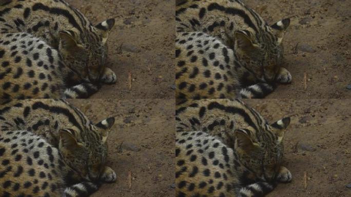 休息的豹猫，睡觉休息的豹猫野生动物