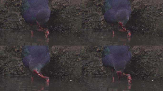 紫色沼泽母鸡