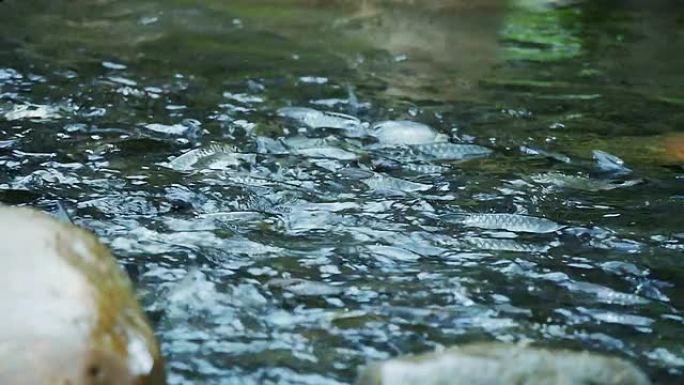 鱼在河上游泳