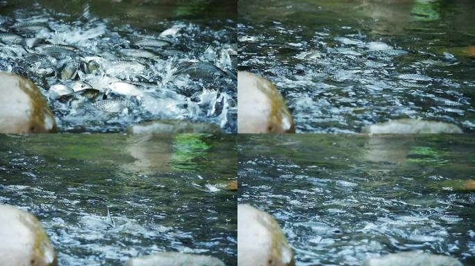 鱼在河上游泳