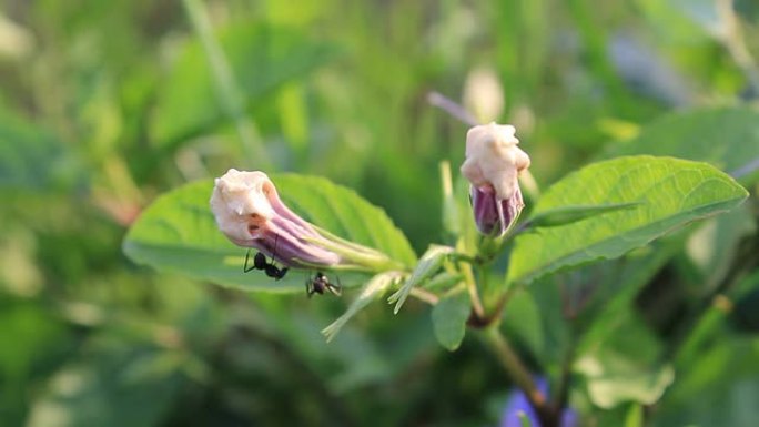 蚂蚁在花朵上蜂拥而至