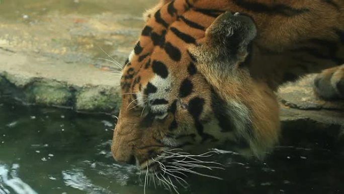 老虎喝水。