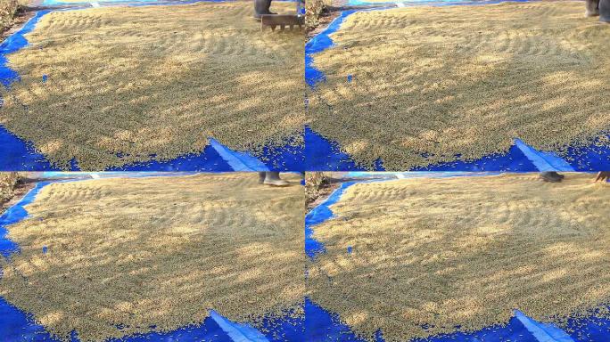 在碾米机里烘干大米的工人