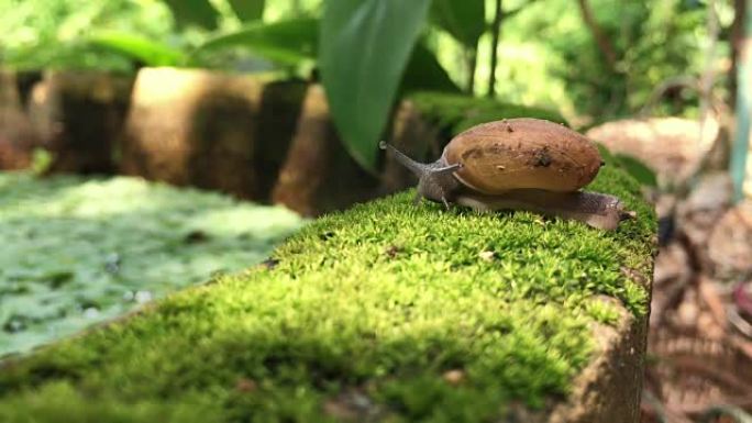 蜗牛生物学生物研究大自然动物