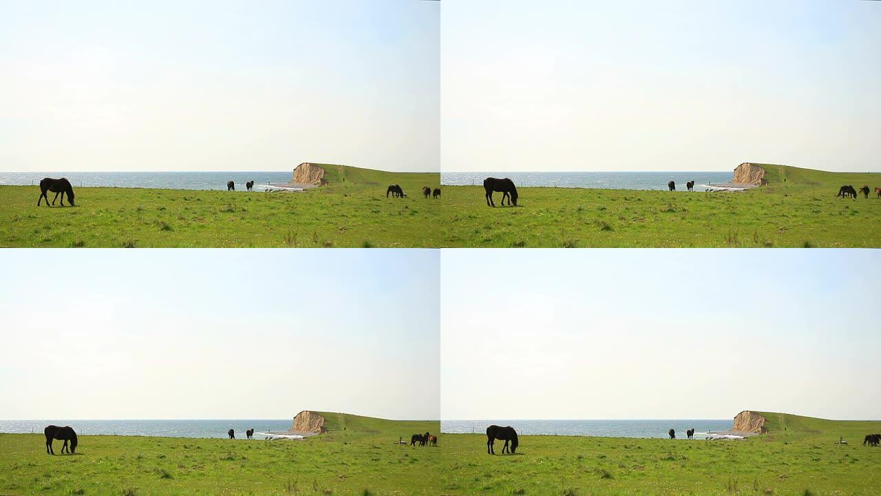 野马在Dovns Klint悬崖的牧场上吃草