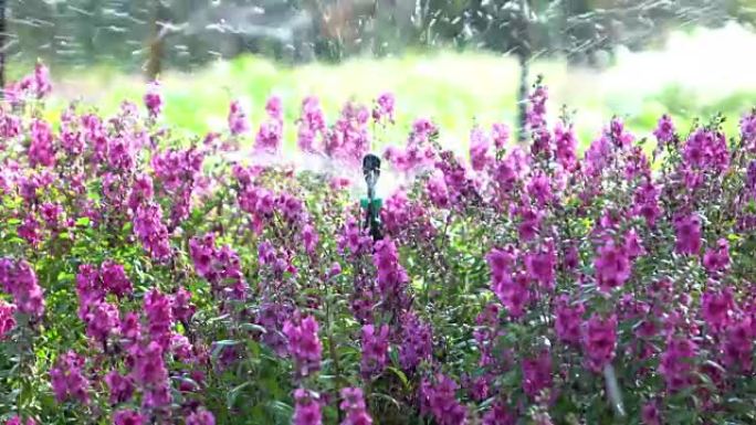 花圃洒水，4k花丛灌溉灌溉设备喷水装置