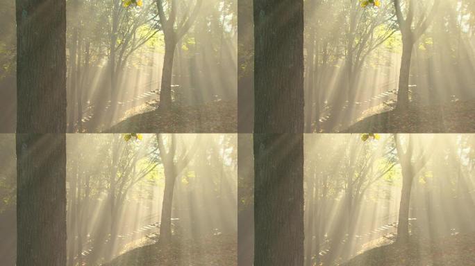 梦幻森林中的雾，有阳光和楼梯