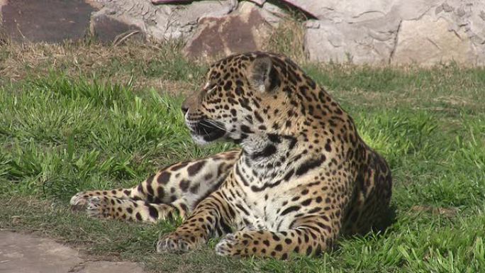 豹子猎豹狩猎捕食野生动物生物