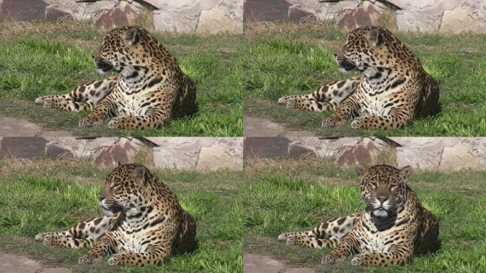 豹子猎豹狩猎捕食野生动物生物