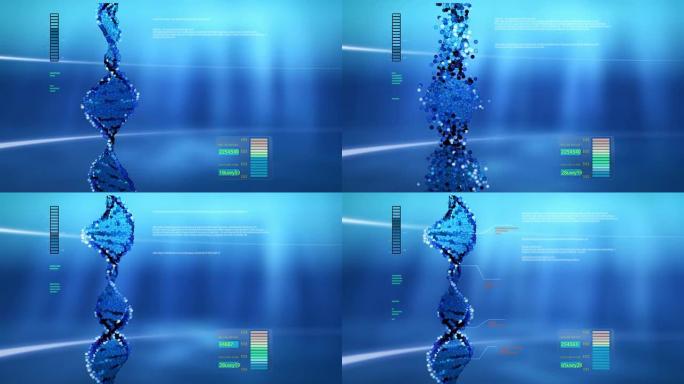 计算机屏幕上的动画DNA链。
