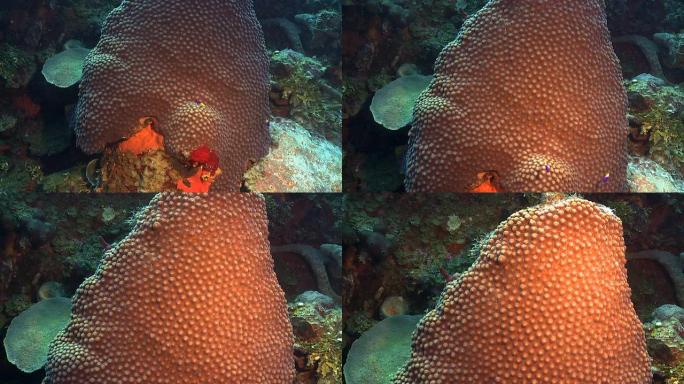 加勒比海珊瑚礁上的巨星珊瑚Montastrea cavernosa