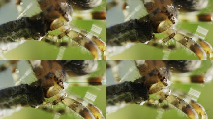 蜘蛛吃掉猎物（每秒200帧）