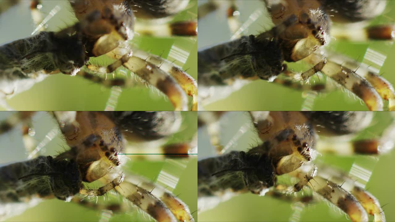 蜘蛛吃掉猎物（每秒200帧）