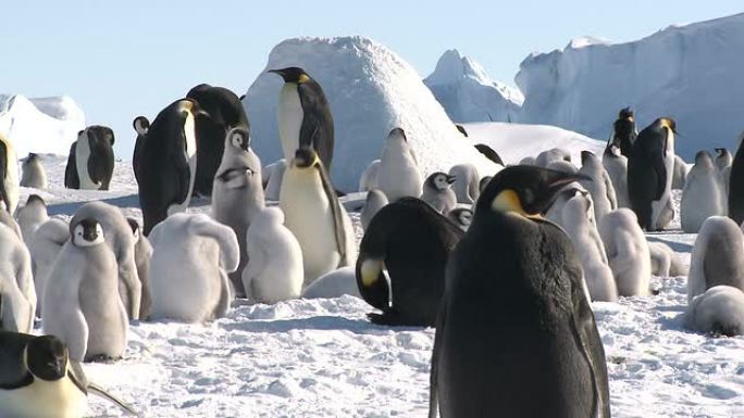企鹅交通一群企鹅南极企鹅