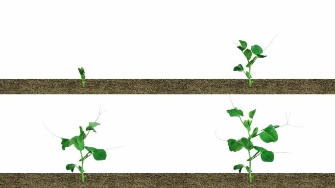 豌豆植物的快速发芽