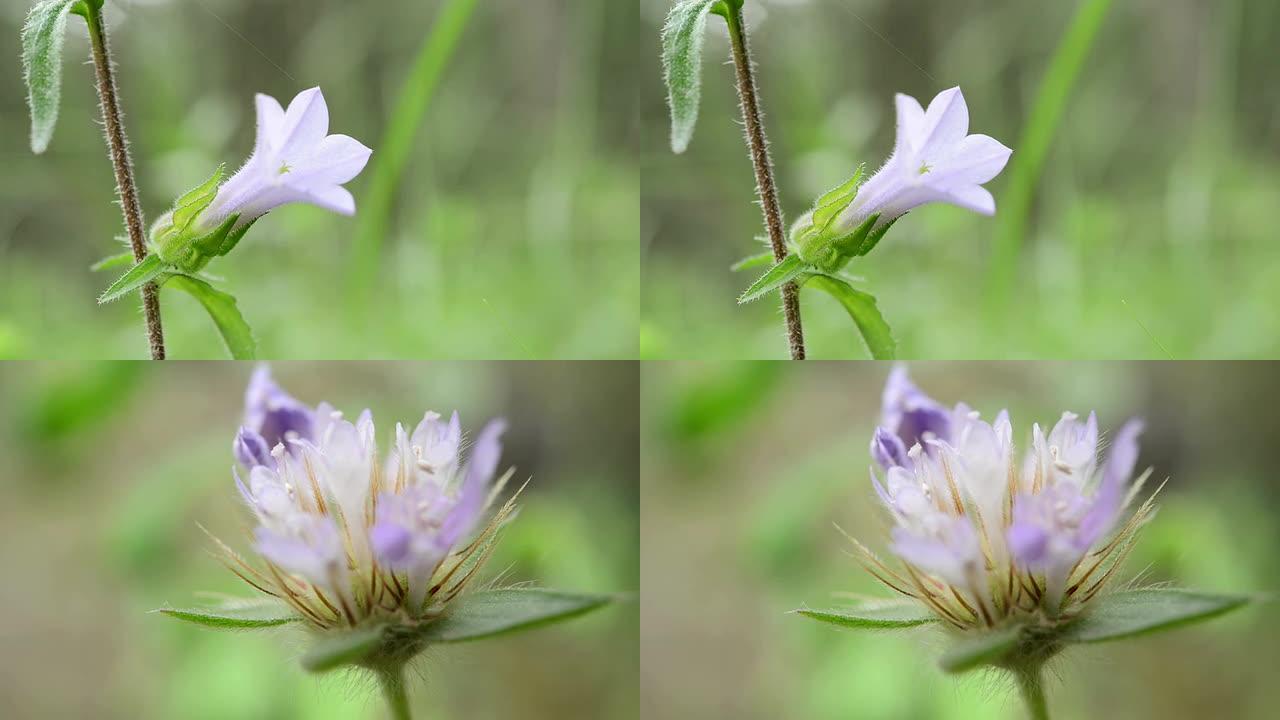 系列: 紫色野花